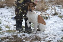 VELVET, Hund, Mischlingshund in Lohmar - Bild 13