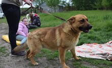 HEROLD, Hund, Deutscher Schäferhund in Aßling - Bild 11