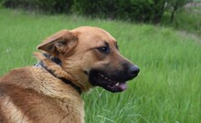 HEROLD, Hund, Deutscher Schäferhund in Aßling - Bild 18