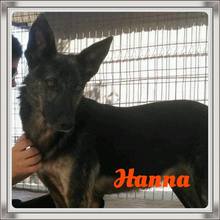 HANNA, Hund, Deutscher Schäferhund-Mix in Rumänien - Bild 1