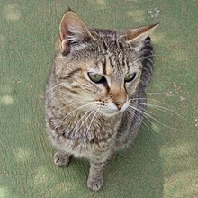 AYASE, Katze, Europäisch Kurzhaar in Spanien - Bild 4