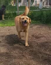 COCO, Hund, Mischlingshund in Rumänien - Bild 12
