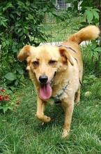 COCO, Hund, Mischlingshund in Rumänien - Bild 14
