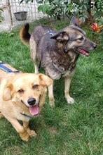 COCO, Hund, Mischlingshund in Rumänien - Bild 15