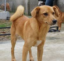 COCO, Hund, Mischlingshund in Rumänien - Bild 3