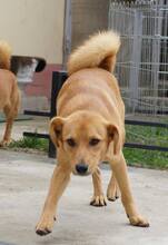 COCO, Hund, Mischlingshund in Rumänien - Bild 4