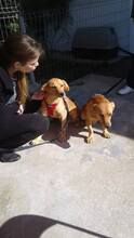 COCO, Hund, Mischlingshund in Rumänien - Bild 5