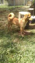 COCO, Hund, Mischlingshund in Rumänien - Bild 6