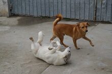 COCO, Hund, Mischlingshund in Rumänien - Bild 7