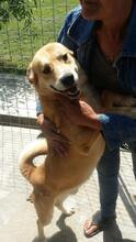 BLONDU, Hund, Mischlingshund in Rumänien - Bild 2