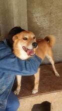 BLONDU, Hund, Mischlingshund in Rumänien - Bild 3