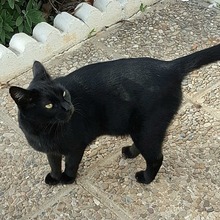 MARIE, Katze, Europäisch Kurzhaar in Spanien - Bild 4