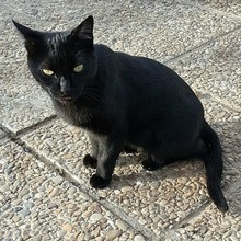 MARIE, Katze, Europäisch Kurzhaar in Spanien - Bild 5