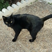 MARIE, Katze, Europäisch Kurzhaar in Spanien - Bild 8