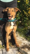 ALI, Hund, Mischlingshund in Griechenland - Bild 1