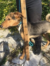 ALI, Hund, Mischlingshund in Griechenland - Bild 5