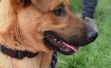 ARON, Hund, Mischlingshund in Ungarn - Bild 10