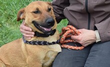 ARON, Hund, Mischlingshund in Ungarn - Bild 11