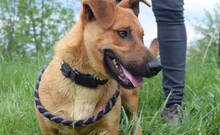 ARON, Hund, Mischlingshund in Ungarn - Bild 5