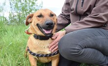 ARON, Hund, Mischlingshund in Ungarn - Bild 6