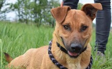 ARON, Hund, Mischlingshund in Ungarn - Bild 7
