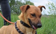 ARON, Hund, Mischlingshund in Ungarn - Bild 8