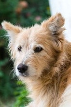 DINKO, Hund, Mischlingshund in Slowakische Republik - Bild 1
