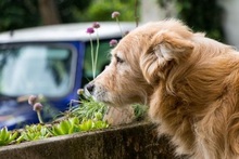 DINKO, Hund, Mischlingshund in Slowakische Republik - Bild 3