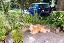 DINKO, Hund, Mischlingshund in Slowakische Republik - Bild 5