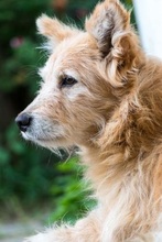 DINKO, Hund, Mischlingshund in Slowakische Republik - Bild 6