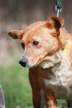 PIROSKA, Hund, Mischlingshund in Slowakische Republik - Bild 2