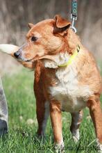 PIROSKA, Hund, Mischlingshund in Slowakische Republik - Bild 3