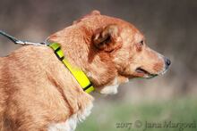 PIROSKA, Hund, Mischlingshund in Slowakische Republik - Bild 5