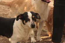 ESTRELLA, Hund, Bodeguero Andaluz in Spanien - Bild 1