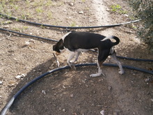 ESTRELLA, Hund, Bodeguero Andaluz in Spanien - Bild 11