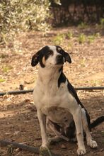 ESTRELLA, Hund, Bodeguero Andaluz in Spanien - Bild 5