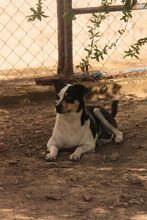 ESTRELLA, Hund, Bodeguero Andaluz in Spanien - Bild 6