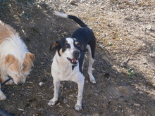 ESTRELLA, Hund, Bodeguero Andaluz in Spanien - Bild 9