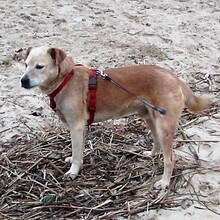 ARGO, Hund, Mischlingshund in Wedel - Bild 5