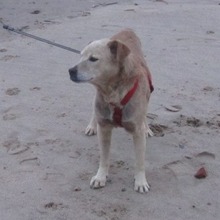 ARGO, Hund, Mischlingshund in Wedel - Bild 6
