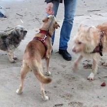 ARGO, Hund, Mischlingshund in Wedel - Bild 7