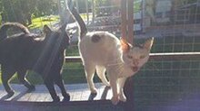 OLIVER, Katze, Europäisch Kurzhaar in Langenhagen - Bild 32