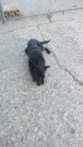 FIFI, Hund, Mischlingshund in Lehrte - Bild 8
