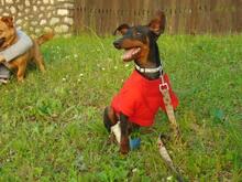 SZUHI, Hund, Mischlingshund in Ungarn - Bild 1