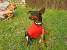 SZUHI, Hund, Mischlingshund in Ungarn - Bild 3
