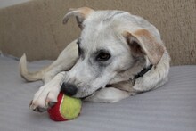 NOA, Hund, Mischlingshund in Rumänien - Bild 10