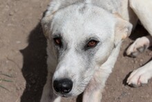 NOA, Hund, Mischlingshund in Rumänien - Bild 14