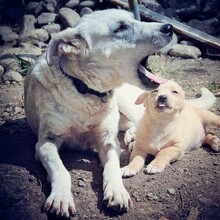 NOA, Hund, Mischlingshund in Rumänien - Bild 15