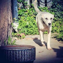 NOA, Hund, Mischlingshund in Rumänien - Bild 2