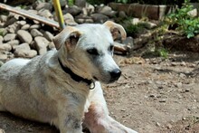 NOA, Hund, Mischlingshund in Rumänien - Bild 3